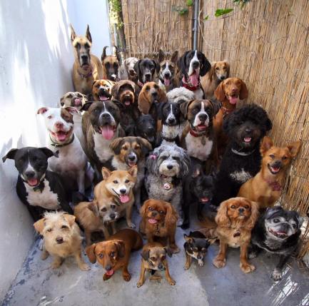 30 dogs mugging for the camera
