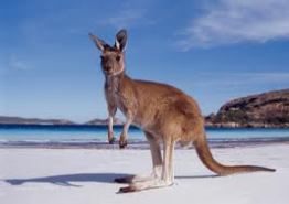 kangaroo_2
